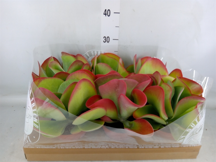 <h4>Kalanchoe NF thyrsiflora</h4>
