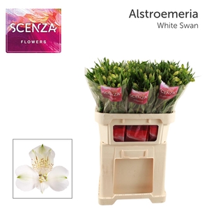 ALSTR WHITE SWAN. Scenza