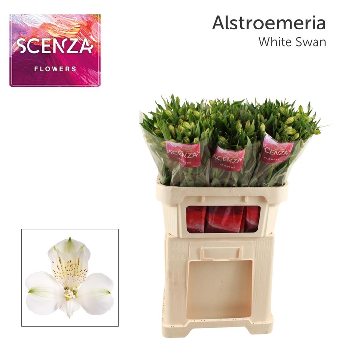 <h4>ALSTR WHITE SWAN. Scenza</h4>