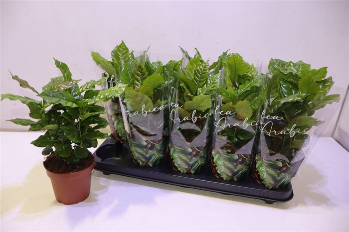 <h4>Coffea Arabica</h4>