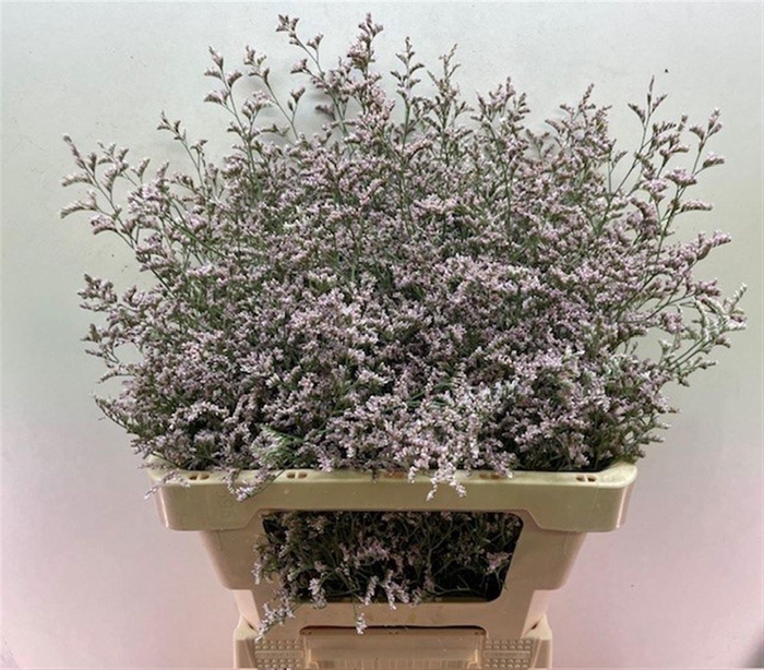 <h4>Lim Pink Emille</h4>