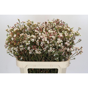 Chamelaucium Moonlight Delight