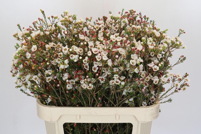 <h4>Chamelaucium Moonlight Delight</h4>