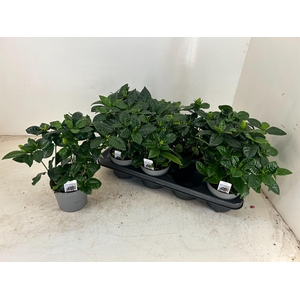 GARDENIA JASMINOIDES