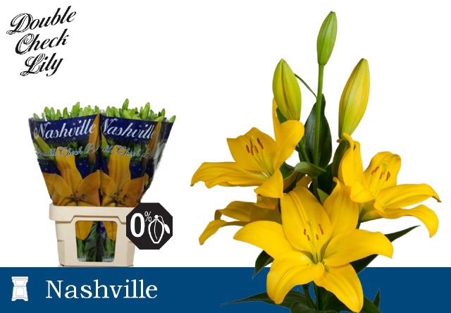 <h4>LI LA NASHVILLE</h4>