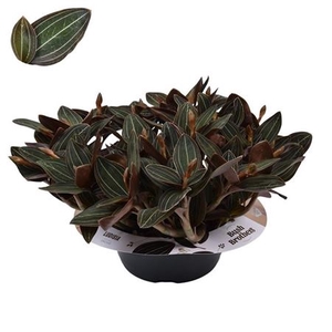 LUDISIA DISCOLOR 10 TAK