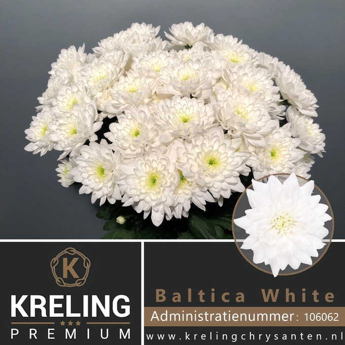 <h4>Chr T Baltica</h4>
