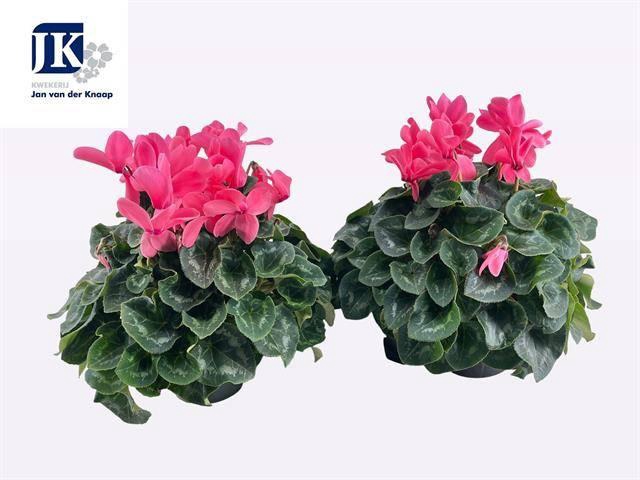 <h4>CYCL GR SUP MAMMOTH</h4>