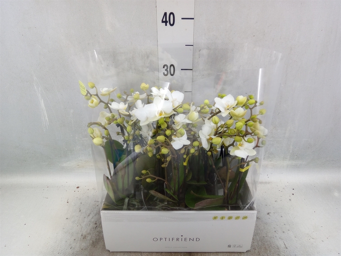 <h4>Phalaenopsis multi.   ...white</h4>