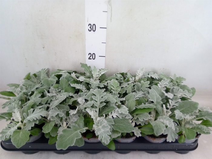 <h4>Jacobaea maritima</h4>