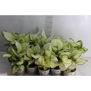 AGLAONEMA WHITE JOY P12