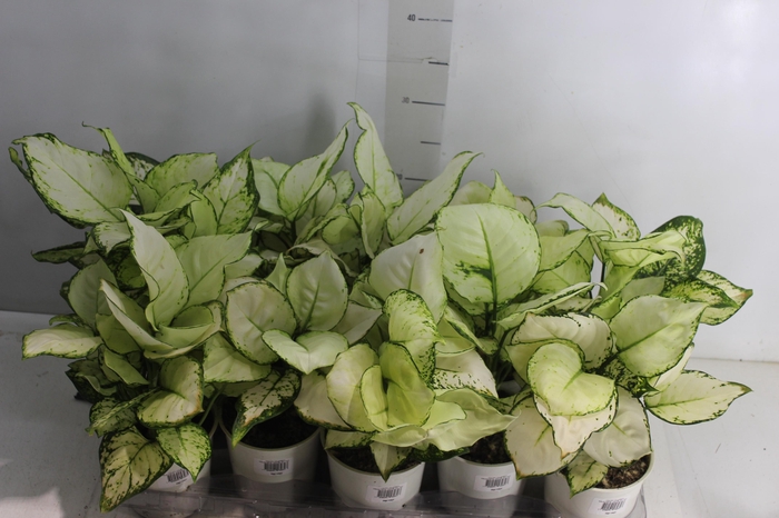 <h4>AGLAONEMA WHITE JOY P12</h4>