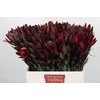 Leucadendron Saf Sunset Dark Red