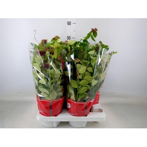 Aeschynanthus  'Mona Lisa'