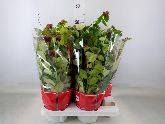 <h4>Aeschynanthus  'Mona Lisa'</h4>