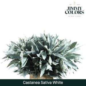 Castanea sativa Wit