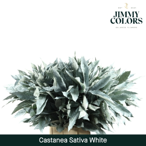 <h4>Castanea sativa Wit</h4>