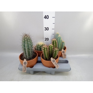 Cactus   ...mix