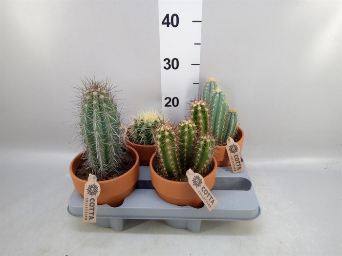 <h4>Cactus ...mix</h4>