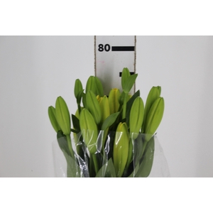 LIRIO NASHIVELLE 080 CM HA 2/3 FLS