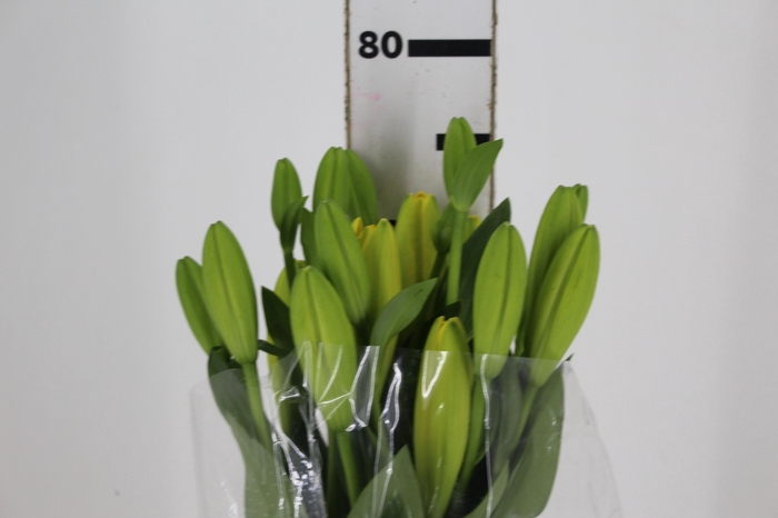 <h4>LIRIO NASHIVELLE 080 CM HA 2/3 FLS</h4>
