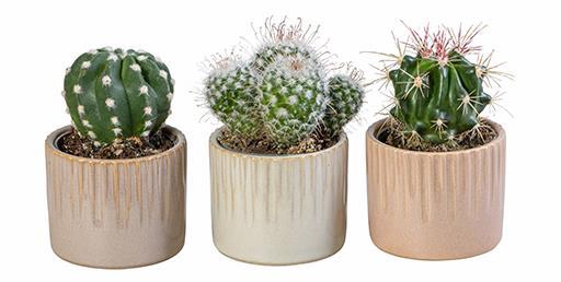 <h4>CACTUS MIX P6 L 66016</h4>