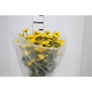 CRISANTEMO SANTINI BRASILIANA 080 CM