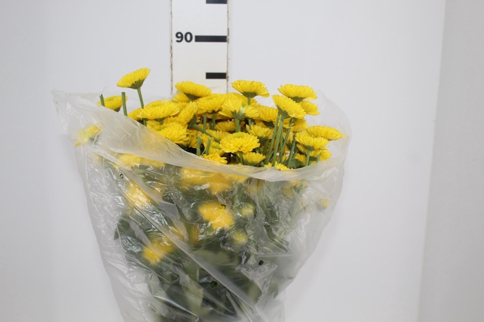 <h4>CRISANTEMO SANTINI BRASILIANA 080 CM</h4>