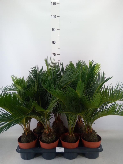 <h4>Cycas revoluta</h4>