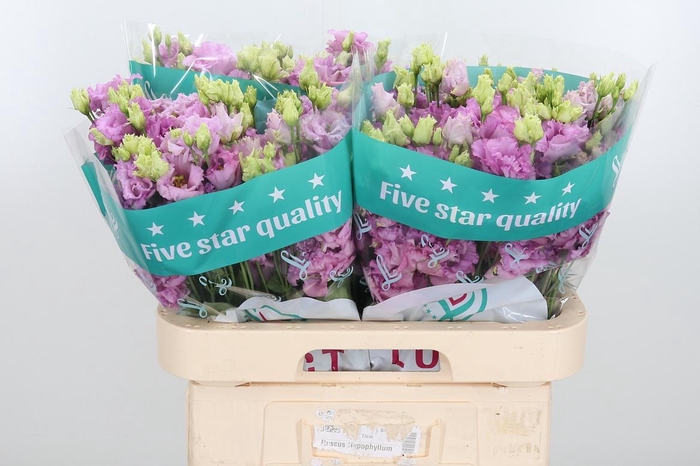 <h4>Eus G Julius Grape</h4>