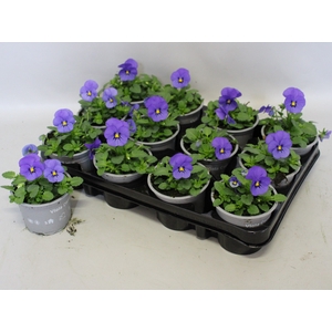 Viola cornuta F1 True Blue