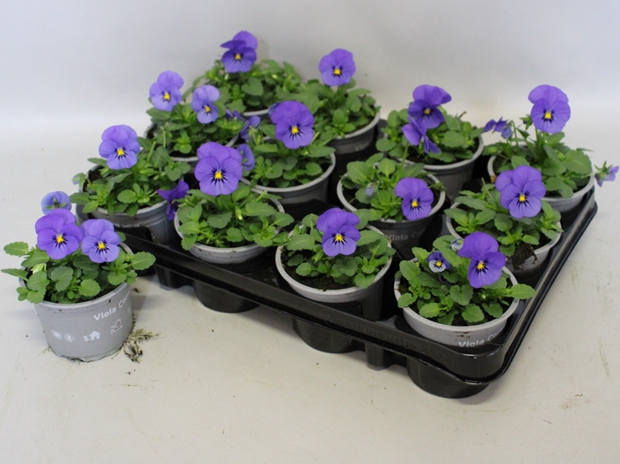 <h4>Viola cornuta F1 True Blue</h4>