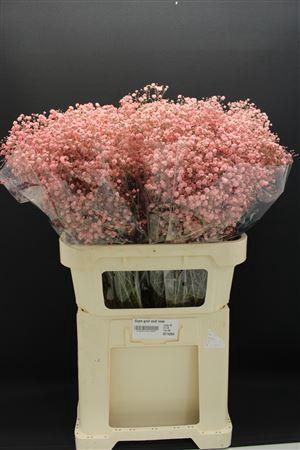 <h4>Gyps Grof Oud Rose</h4>