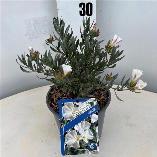 <h4>Convolvulus cneorum</h4>