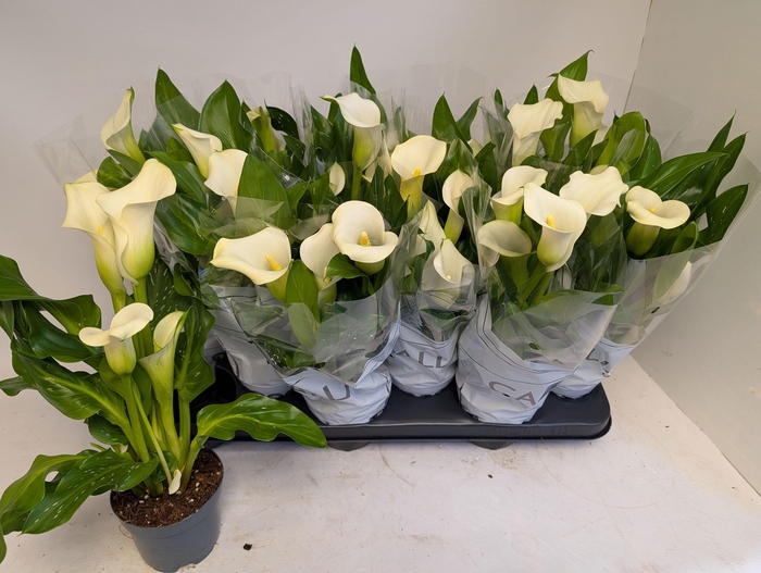 <h4>ZANT CAPT FRESCO</h4>