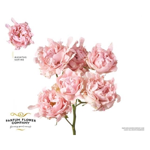 Rosa spray hashtags so fine