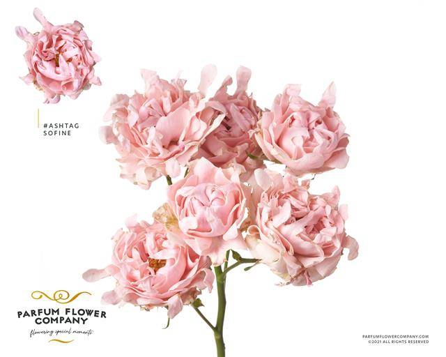 Rosa spray hashtags so fine