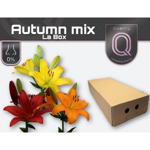 LI LA AUTUMN MIX LA BOX 4+