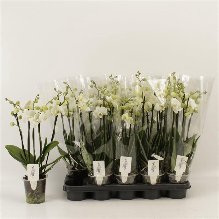 <h4>PHAL OV WIT</h4>