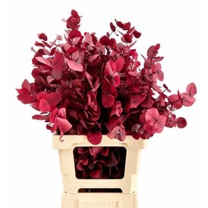 Euc. Cinerea Preserved Cerise
