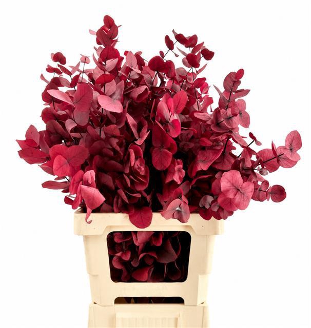 <h4>Euc. Cinerea Preserved Cerise</h4>