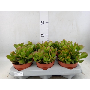 Crassula ovata