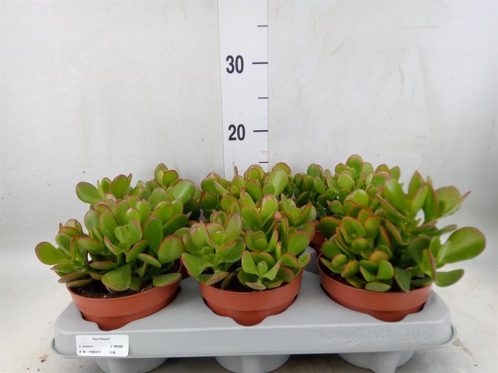 <h4>Crassula ovata</h4>