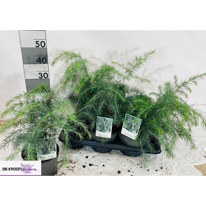 CEDRUS DEODARA