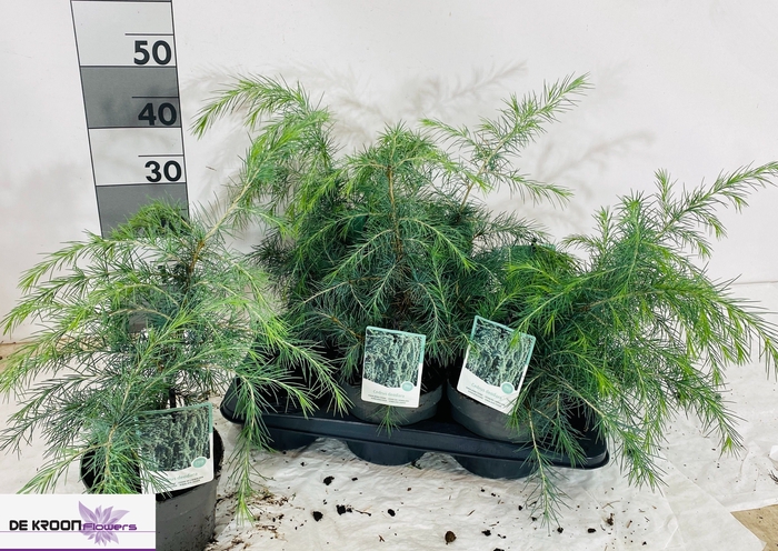 <h4>CEDRUS DEODARA</h4>