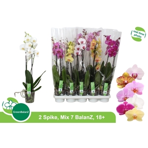 PHAL GEM 7 KL
