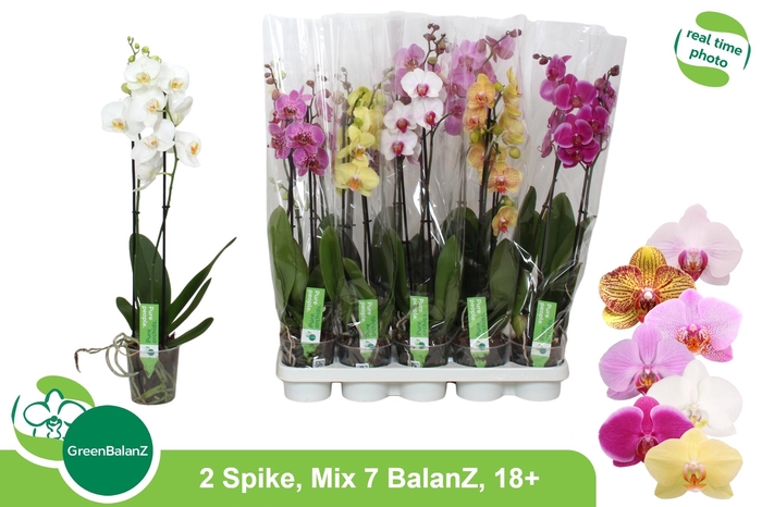 <h4>PHAL GEM 7 KL</h4>