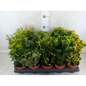 Euonymus japon.   ...mix