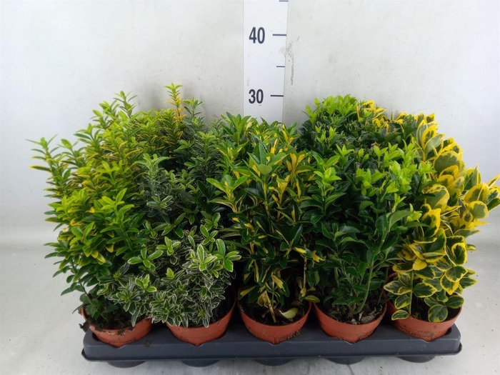 <h4>Euonymus japon.   ...mix</h4>