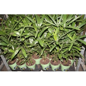 PALMEIRA RAPHIS P17
